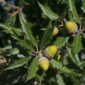 CHENE VERT MONTPELLIER