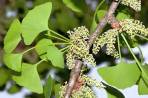 GINKGO BILOBA MONTPELLIER