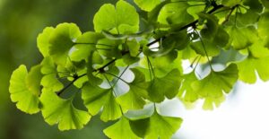 GINKGO BILOBA MONTPELLIER