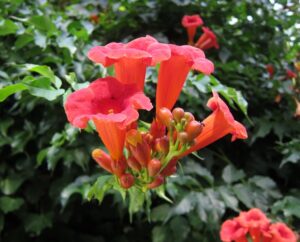 BIGNONIA RADICANS MONTPELLIER