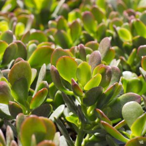 CRASSULA MINOR MONTPELLIER