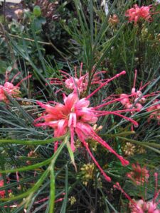 GREVILLEA JOHNSONII MONTPELLIER