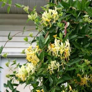 LONICERA CAPRIFOLIUM MONTPELLIER