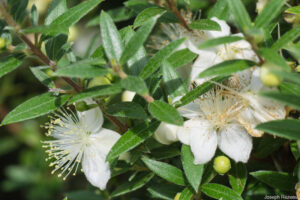 MYRTE MICROPHYLLA MONTPELLIER