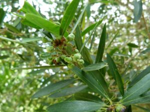 PHILLYREA ANGUSTIFOLIA MONTPELLIER