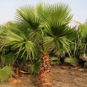 WASHINGTONIA ROBUSTA MONTPELLIER