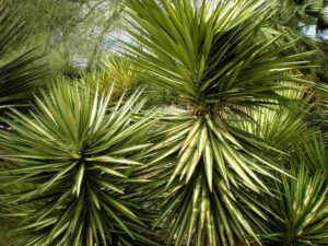 YUCCA ALOIFOLIA MARGINATA MONTPELLIER