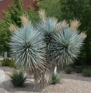 YUCCA RIGIDA MULTITETE MONTPELLIER