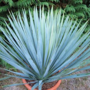 YUCCA ROSTRATA BLUE SWAN MONTPELLIER