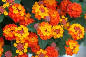 LANTANA CAMARA BANDERA ESPANOLA MONTPELLIER