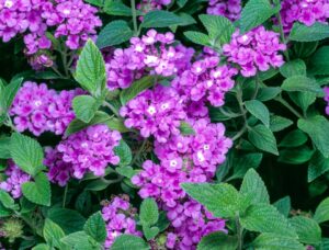 LANTANA SELLOWIANA PEPINIERE MONTPELLIER