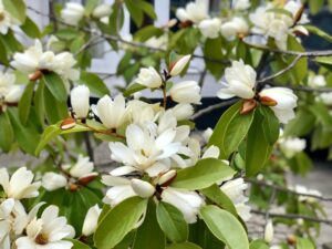 MAGNOLIA A GRANDES FLEURS MONTPELLIER